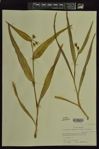 Tradescantia ernestiana image