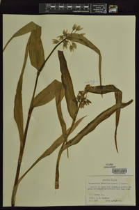 Tradescantia ernestiana image