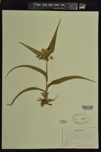 Tradescantia ernestiana image