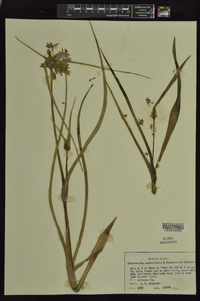 Tradescantia occidentalis image