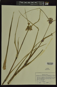 Tradescantia occidentalis image