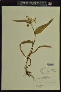 Tradescantia ohiensis image