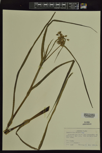 Tradescantia ohiensis image