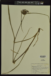 Tradescantia ohiensis image