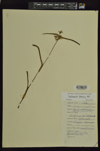 Tradescantia ohiensis image