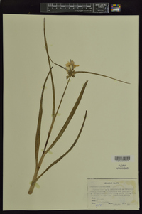 Tradescantia ohiensis image