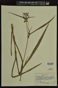 Tradescantia ohiensis image