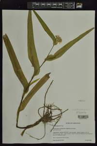 Tradescantia ozarkana image