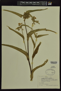 Tradescantia virginiana image