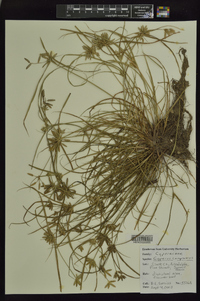 Cyperus compressus image