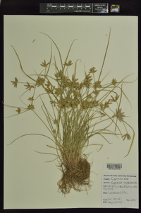 Cyperus compressus image