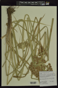 Cyperus pseudovegetus image