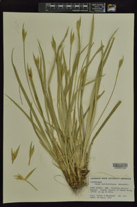 Carex latebracteata image