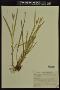 Carex latebracteata image