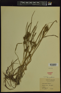 Carex aureolensis image