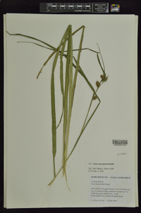 Carex aureolensis image