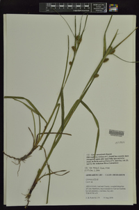 Carex aureolensis image