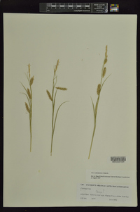 Carex cherokeensis image