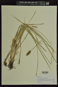 Carex fissa image