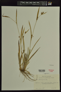 Carex flaccosperma image