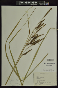 Carex joorii image