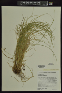 Carex jamesii image