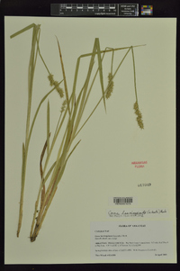 Carex laevivaginata image