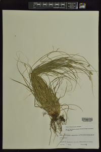 Carex leavenworthii image