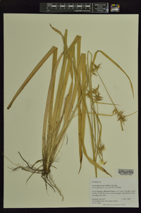 Carex lonchocarpa image