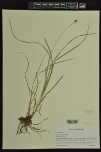 Carex mesochorea image