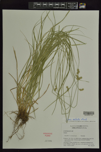 Carex molesta image