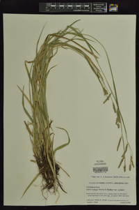 Carex oxylepis var. oxylepis image