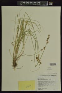 Carex reniformis image