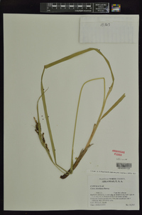 Carex shortiana image