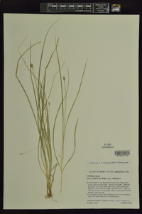 Carex willdenowii image