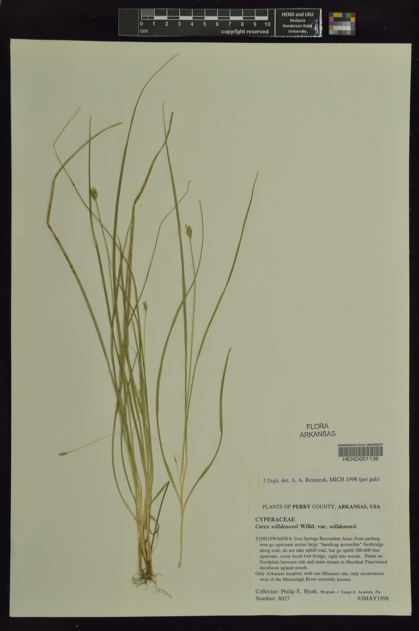 Carex willdenowii var. willdenowii image