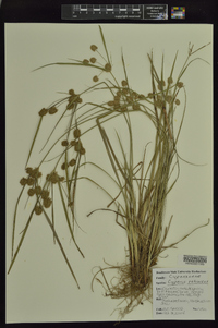 Cyperus retrorsus image