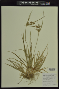 Cyperus retrorsus image