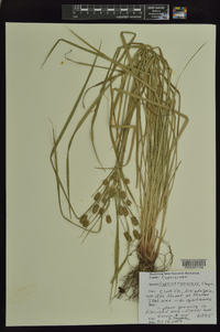 Cyperus retrorsus image