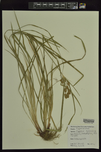 Cyperus retrorsus image