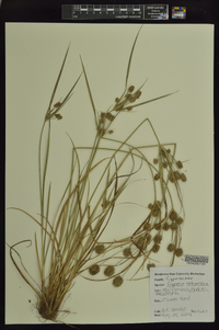 Cyperus retrorsus image