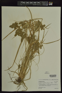 Cyperus erythrorhizos image