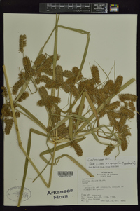 Cyperus erythrorhizos image