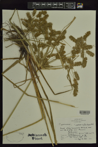 Cyperus erythrorhizos image