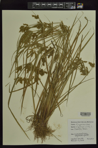 Cyperus iria image