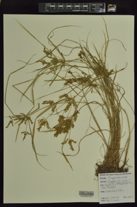 Cyperus iria image