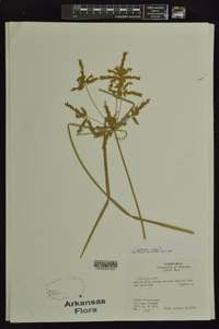 Cyperus iria image