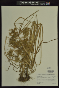 Cyperus lancastriensis image