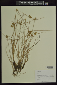 Cyperus ovatus var. ovatus image