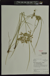 Cyperus pseudovegetus var. pseudovegetus image